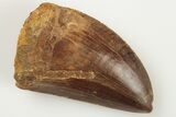 Serrated, Carcharodontosaurus Tooth - Real Dinosaur Tooth #192970-1